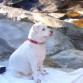 mi gordi
